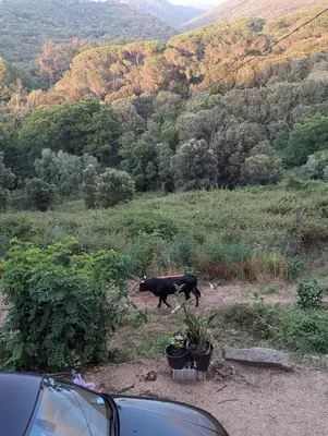 a black cow walking in a field with a mountain at La chambre de Ptitruc au coeur du maquis in Granace