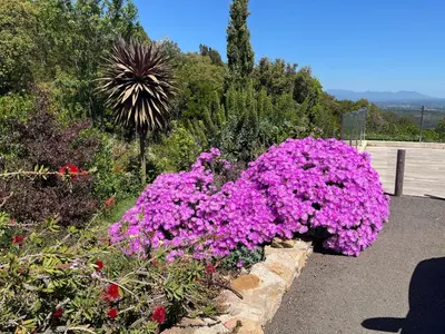 a bunch of pink flowers in a garden at a STELLA DI FOCE in Kamiesch