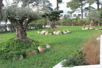 two trees in a field with rocks in the grass at Résidence Isola Hotel in Borgo