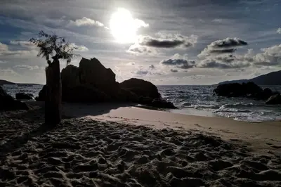 a tree on a beach with the sun behind it at Mini villa 70 - piscine chauffée in Serra-di-Ferro