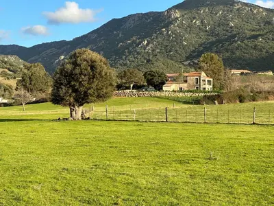 a tree in a field in front of a house at Maison cantonnière in Sartène