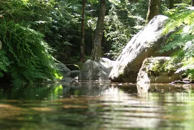 a river with rocks in the middle of a forest at Domaine U Bugnu in Vico