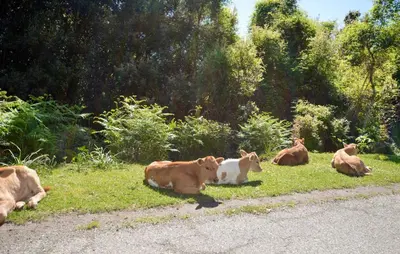 a group of cows laying in the grass on the side of the road at Stunning Apartment In Ciamannacce in Ciamannacce