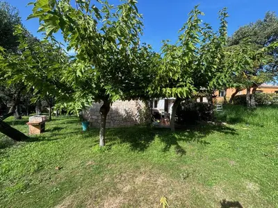 a tree in the grass in front of a house at Caseddu jardin et mer in Viggianello