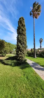 a large bush in the grass next to a palm tree at Doalchaléda in Linguizzetta