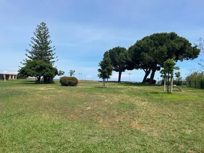 two trees in a field with green grass at Studio meublé bord de mer in Santa-Lucia-di-Moriani