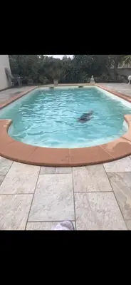 a dolphin swimming in a swimming pool at Appartement Oriana in Montegrosso