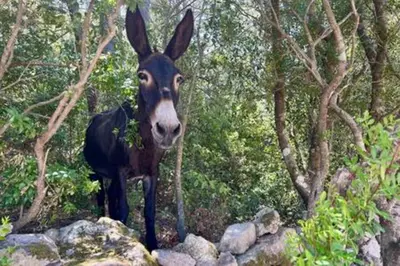 a donkey standing on some rocks in the woods at Casa di Macchjerolu - 8 pers in Sotta