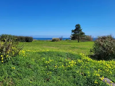 a field of grass with a tree and yellow flowers at Maison au bord de la mer in Poggio-Mezzana