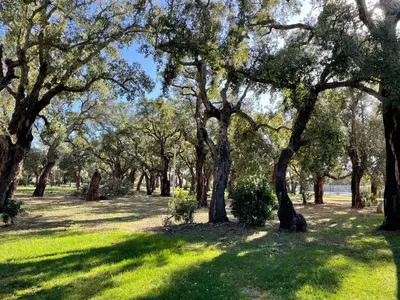 a group of trees in a park with green grass at Appartement CERICA proche de la plage de Saint Cyprien in Lecci