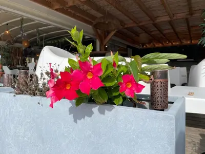 a planter with red flowers and a vase at Appartement CERICA proche de la plage de Saint Cyprien in Lecci