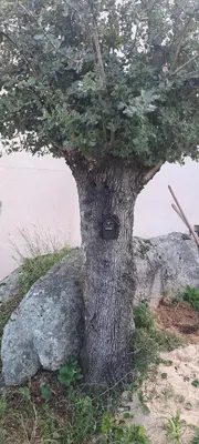 a tree with a sign on it next to a rock at Appartement neuf dans hameau proche porto vecchio in Porto-Vecchio