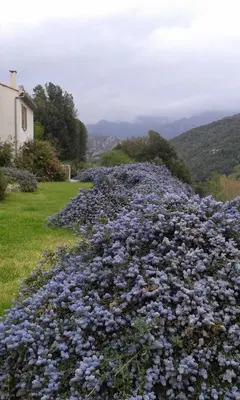 a field of purple flowers in front of a house at Côté Lac Tolla in Tolla