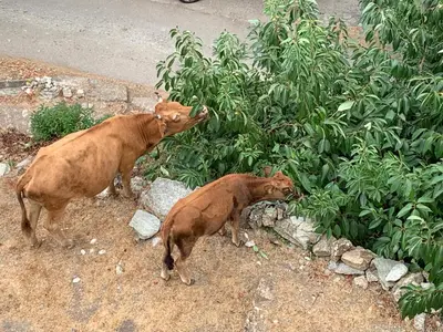 two brown cows standing next to a bush at Maison indépendante Haute-Corse mer et montagne in Santo-Pietro-di-Tenda