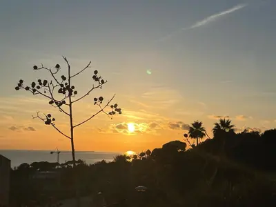 a sunset over the ocean with a tree at Appartement Marinella route des Sanguinaires Corse in Ajaccio