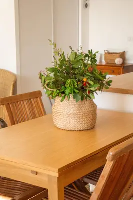 a potted plant sitting on top of a wooden table at Casa Luna Di Santa Lucia in Sainte-Lucie de Porto-Vecchio