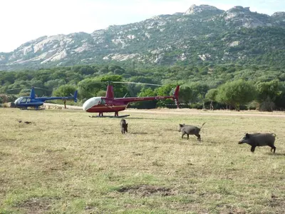 a group of pigs walking in a field with an airplane at A l'Orée du Maquis Villa 6 personnes in Bonifacio
