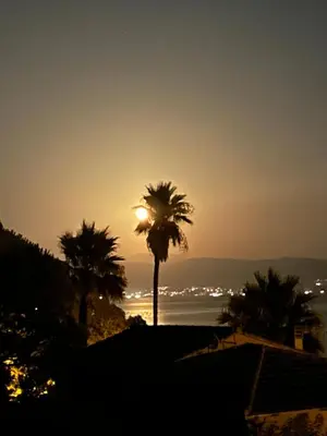 a palm tree with the sunset in the background at Casa Raphael in Ajaccio