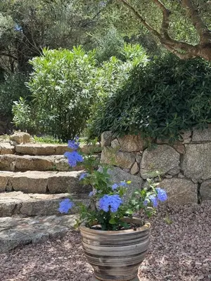 a pot with blue flowers in front of a stone wall at Patios di Pruno Studio NINO in Figari
