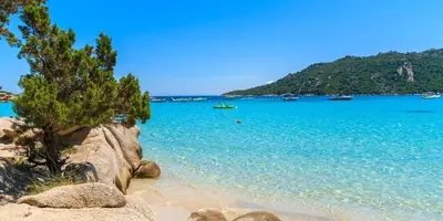 a beach with a tree and the blue water at Appart bord de mer avec piscine in San-Nicolao