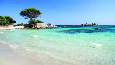 a beach with a tree in the water at Appart bord de mer avec piscine in San-Nicolao