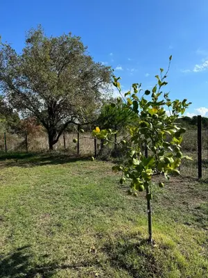 a small lemon tree in a field next to a fence at Villa Casa di sognu in Lecci