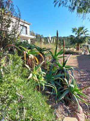 a group of plants in front of a house at Rondinara Camara - Lecci Lodge in Lecci