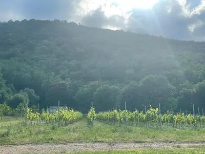 a vineyard with a mountain in the background at Charmant T2 à la campagne in Riventosa