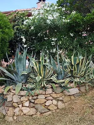 a group of plants in a stone wall at Villa individuelle avec jardin in Sartène