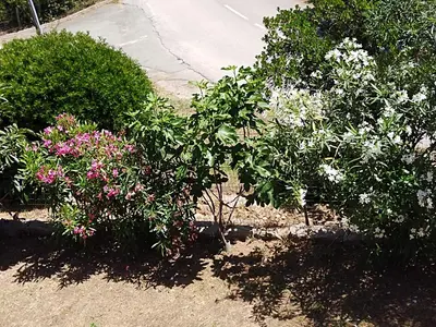 a garden with flowers and bushes on the side of a road at Villa individuelle avec jardin in Sartène