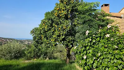 a tree with oranges on it in a field at Villa Propriano vue mer in Viggianello