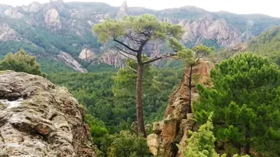 a tree on the edge of a mountain overlooking a valley at Maison Quenza Corse-du-Sud in Quenza