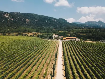 a field of crops with a house in the background at La tonnelerie, belle villa pour 9 personnes au coeur d'un vignoble avec piscine in Sartène