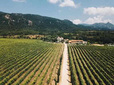 a field of crops with a house in the background at Le chai, belle villa pour 13 personnes au coeur d'un vignoble avec piscine in Sartène