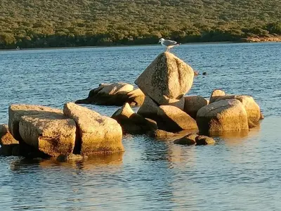 a sandy beach with rocks in the water at Appt neuf 2-4 pers avec loggia - Piscine chauffée - Bord de mer - Corse du Sud- Bonifacio in Pianottoli-Caldarello