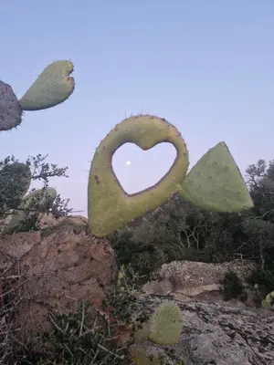 a cactus with a heart on it sitting on some rocks at Vos vacances à 3 minutes de la mer in Belgodère