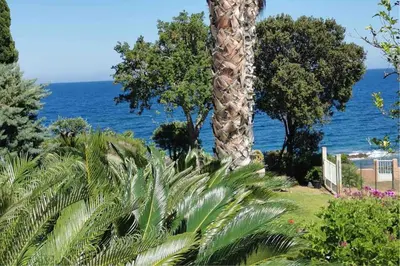a palm tree in a garden with the ocean in the background at Magique Creek, piscine naturelle dans les rochers in Zonza