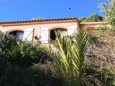 a house with a palm tree in front of it at Gîtes ruraux Aria Falcona in Santa-Maria-Figaniella