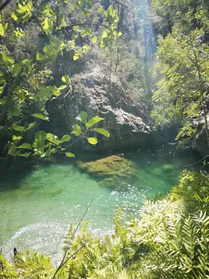 a river with green water in a forest at Auberge de Cannedda in Sari Solenzara