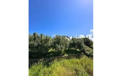 a hill with trees and a blue sky at Villa Giuliana Paisible & spacieuse AREGNO in Aregno