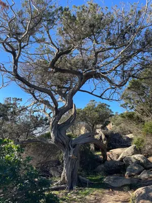 a tree with a twisted trunk on a hill at Camping Milella in Propriano
