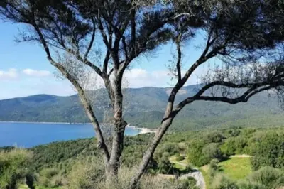 two trees on a hill with a view of a lake at Villa 4 à 5 pers T2 climatisée & wifi résidence piscine et mer à pied in Serra-di-Ferro