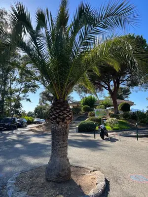 a palm tree in the middle of a street at Bella Vista 4, T2 vue mer, piscine, climatisé Porticcio in Porticcio