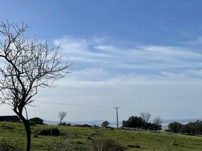 a tree in the middle of a field at Magnifique appartement T2 in Cuttoli-Corticchiato