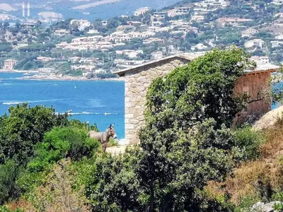 a horse standing on the side of a hill at Casa PETRA, typique en pierres au coeur du maquis, 2 pers, Piscine in Pietrosella