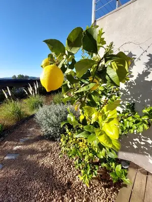 a lemon tree with a bunch of leaves on it at Santa Giulia Camara - Lecci Lodge in Lecci