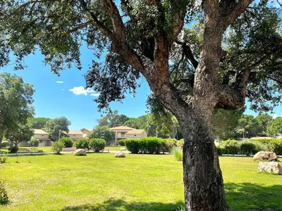 a tree in a field of grass with rocks at Studio 47 Cala Rossa Porto Vecchio in Lecci