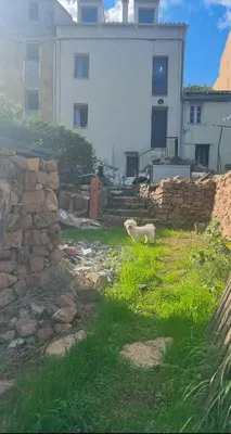 a dog standing in a yard next to a stone wall at Typical Corsican Village House with Garden in Calenzana