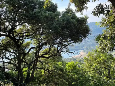 a group of trees with mountains in the background at Vacances de rêve à Propriano Grand appartement avec jardin Vue sur le golfe in Viggianello