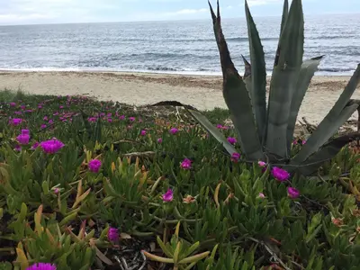 a patch of flowers on the beach at Villa Costa Verde in Cervione